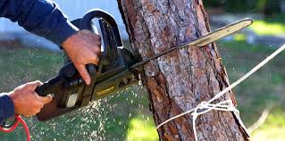 Professional Tree Removal Services in Springfield, IL