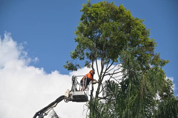 Best Seasonal Cleanup (Spring/Fall)  in Springfield, IL