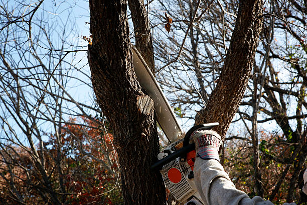 How Our Tree Care Process Works  in  Springfield, IL